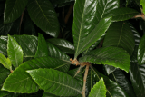 Eriobotrya japonica RCP6-09 200.jpg